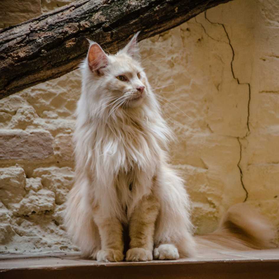 Physical Characteristics of the Maine Coon