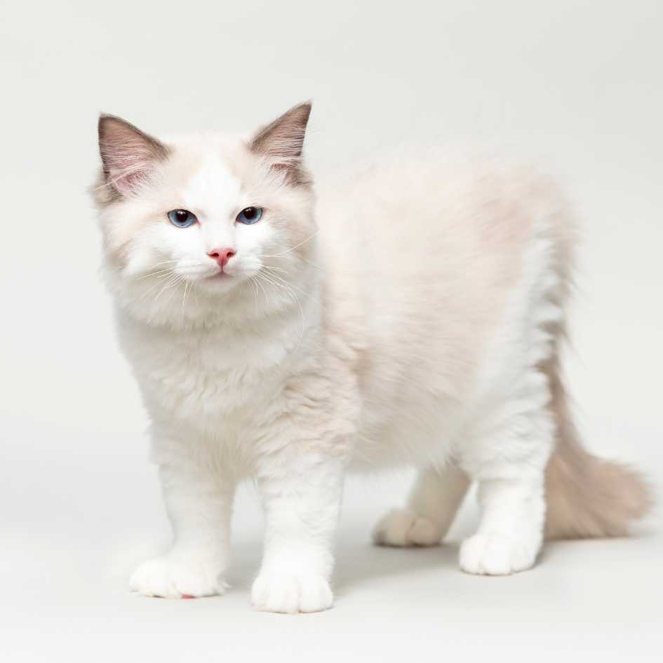 Ragdoll cat physical characteristics