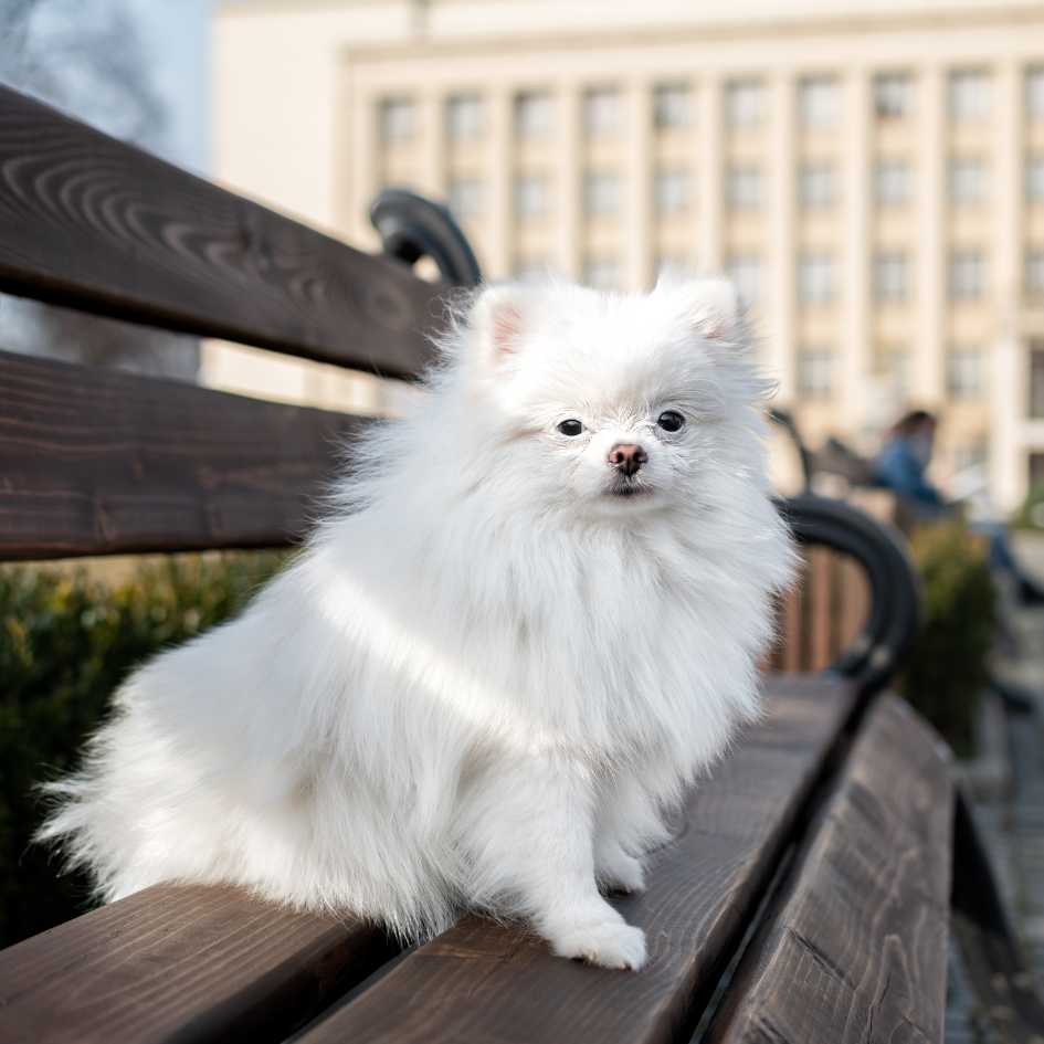 Pomeranian