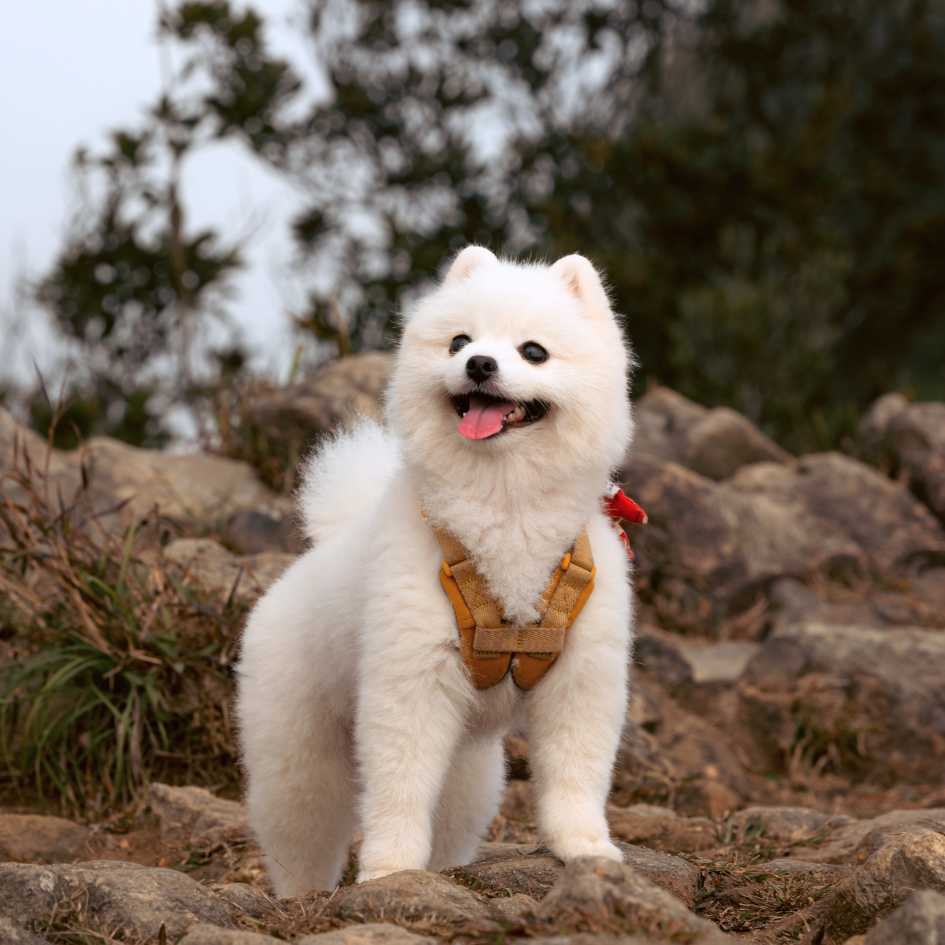 Pomeranian Dog