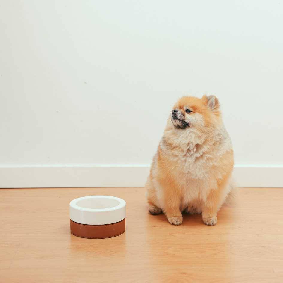 Pomeranian Health and Lifespan