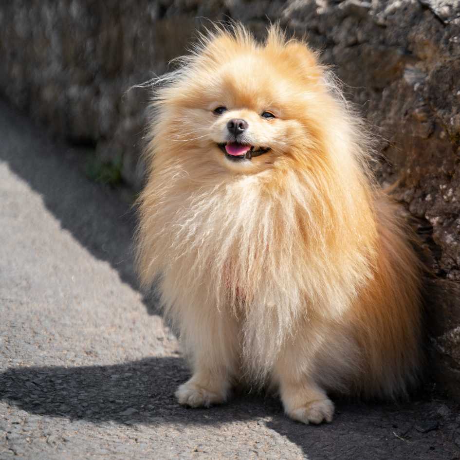 Pomeranian Physical Characteristics