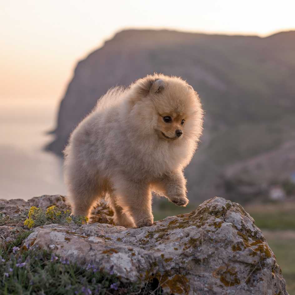 Pomeranian Price in India