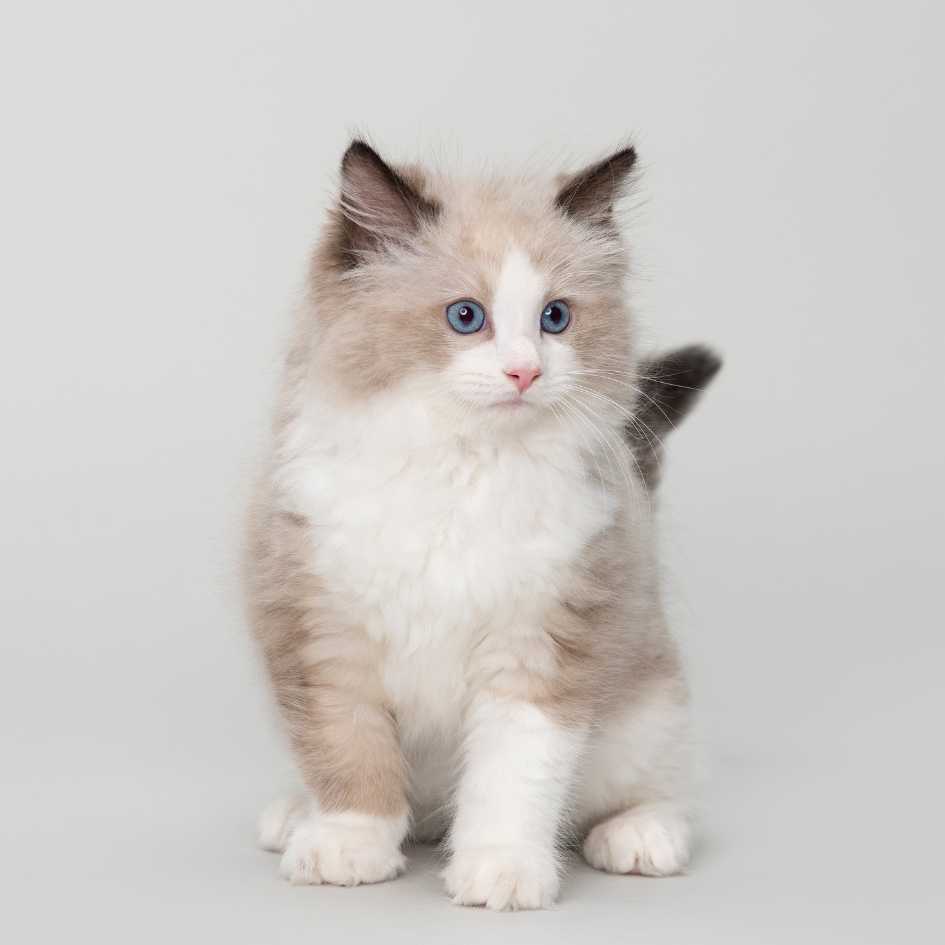 ragdoll cat