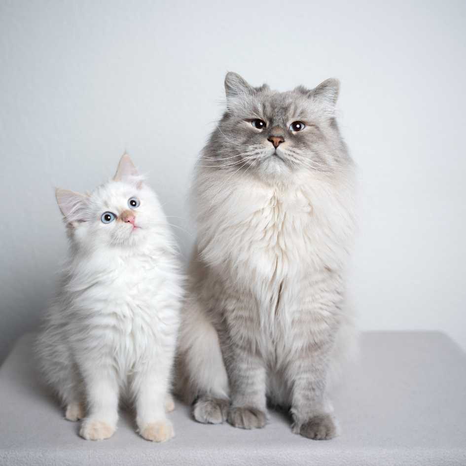 Indian ragdoll cat price