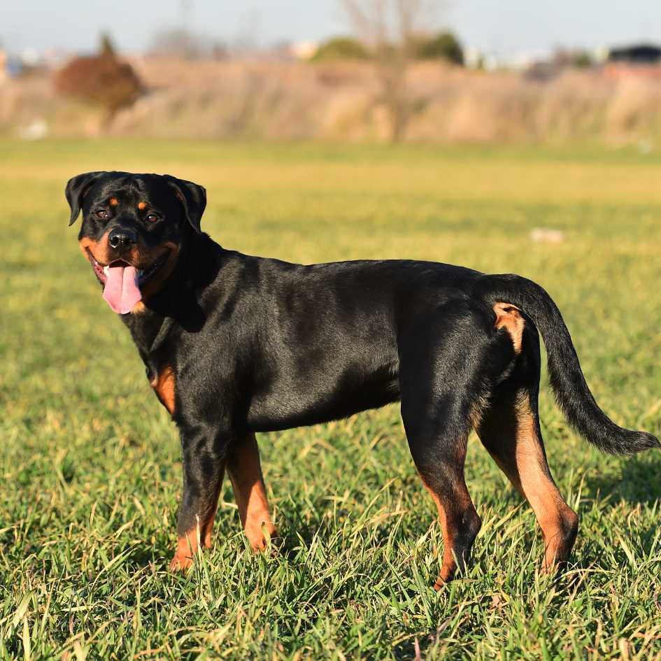 Rottweiler Price in India