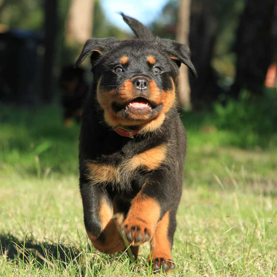 Rottweiler Puppy