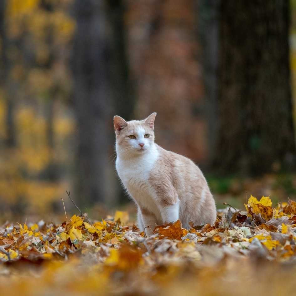 Tabby Cats in Mythology and Folklore