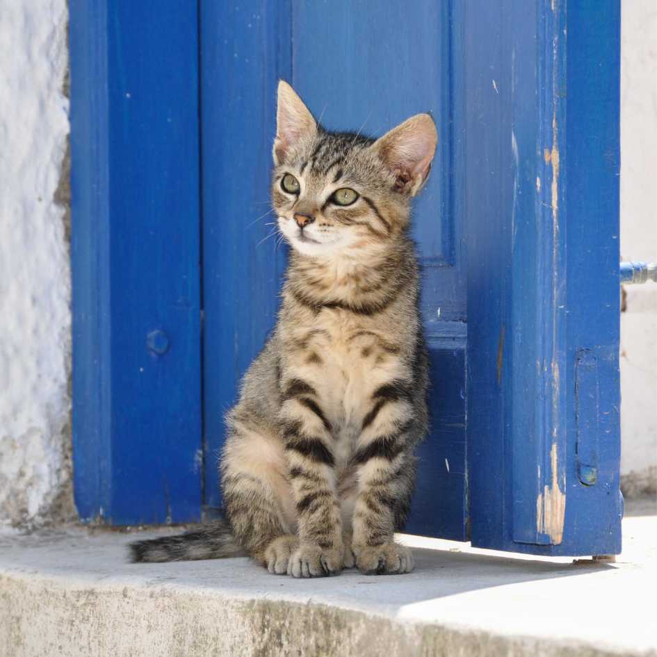 Types of Tabby Patterns