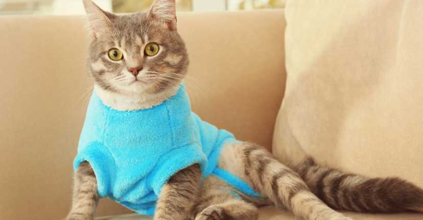 Cat Clothes