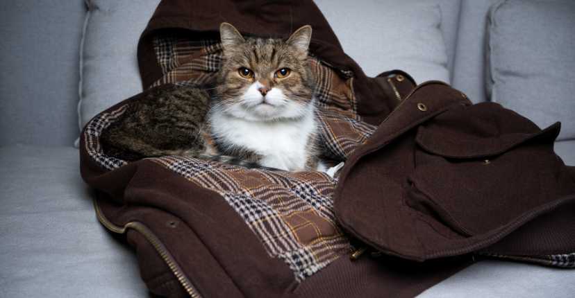 Cat Jackets