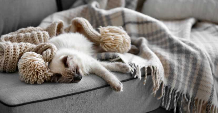 Cat Bed Blankets