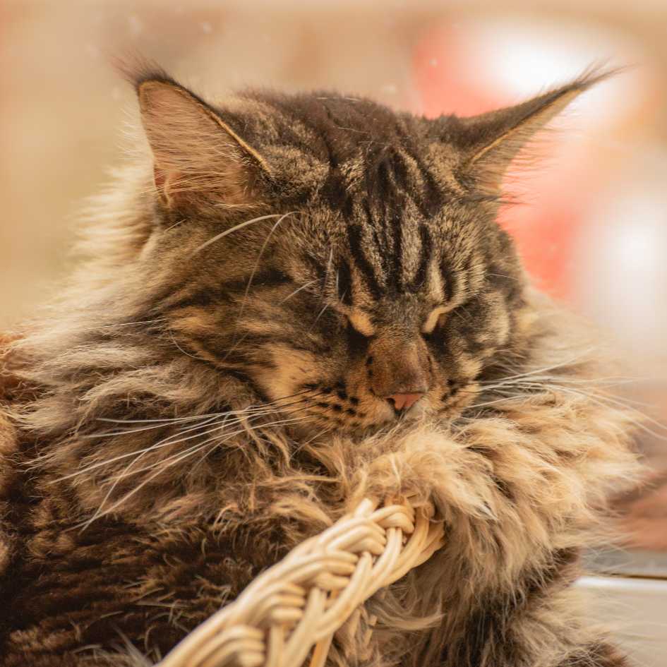 Why Maine Coon Cats Make Great Pets