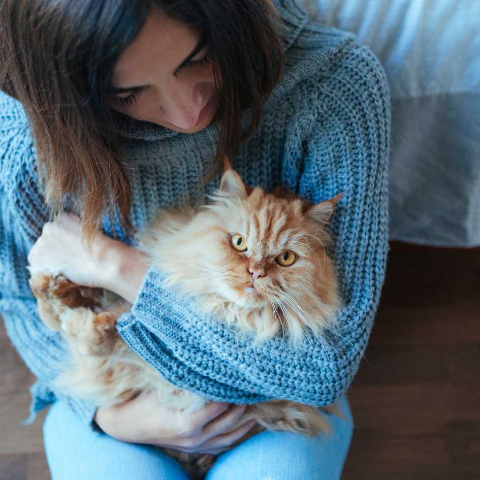 Why Persian Cats Make Great Pets