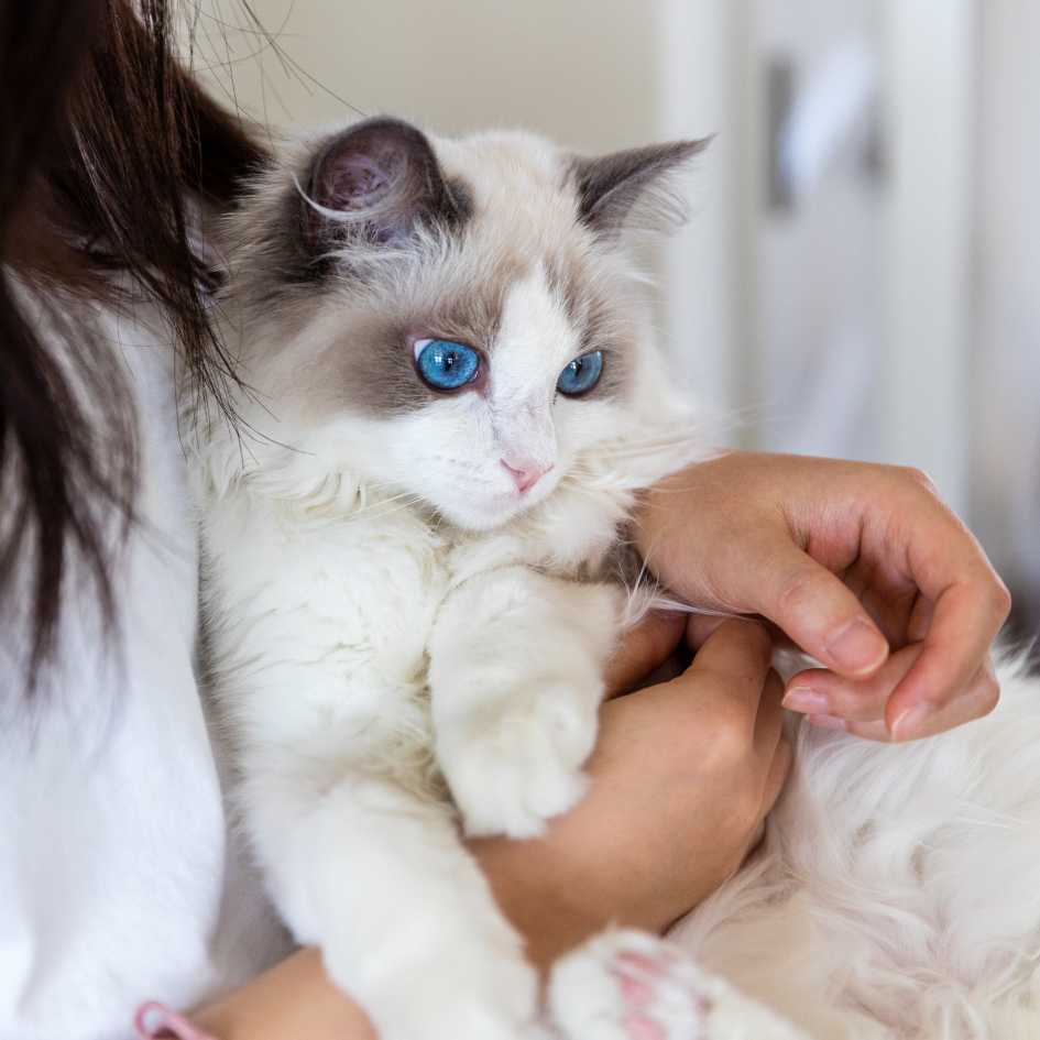 Why Ragdoll Cats Make Great Pets