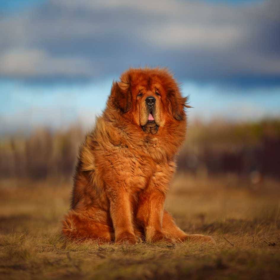 A Glimpse Into Tibetan Mastiff History