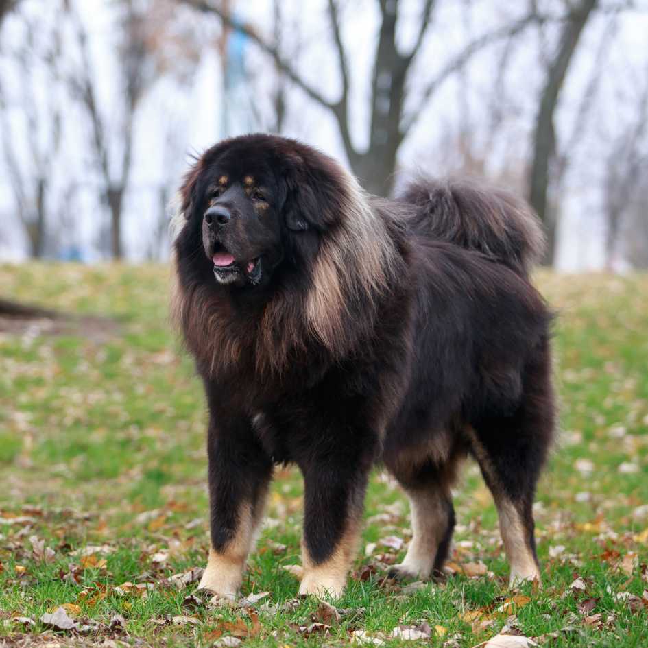 Are Tibetan Mastiffs Good Family Dogs