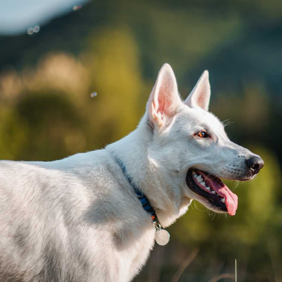 Care and Maintenance of White German Shepherd