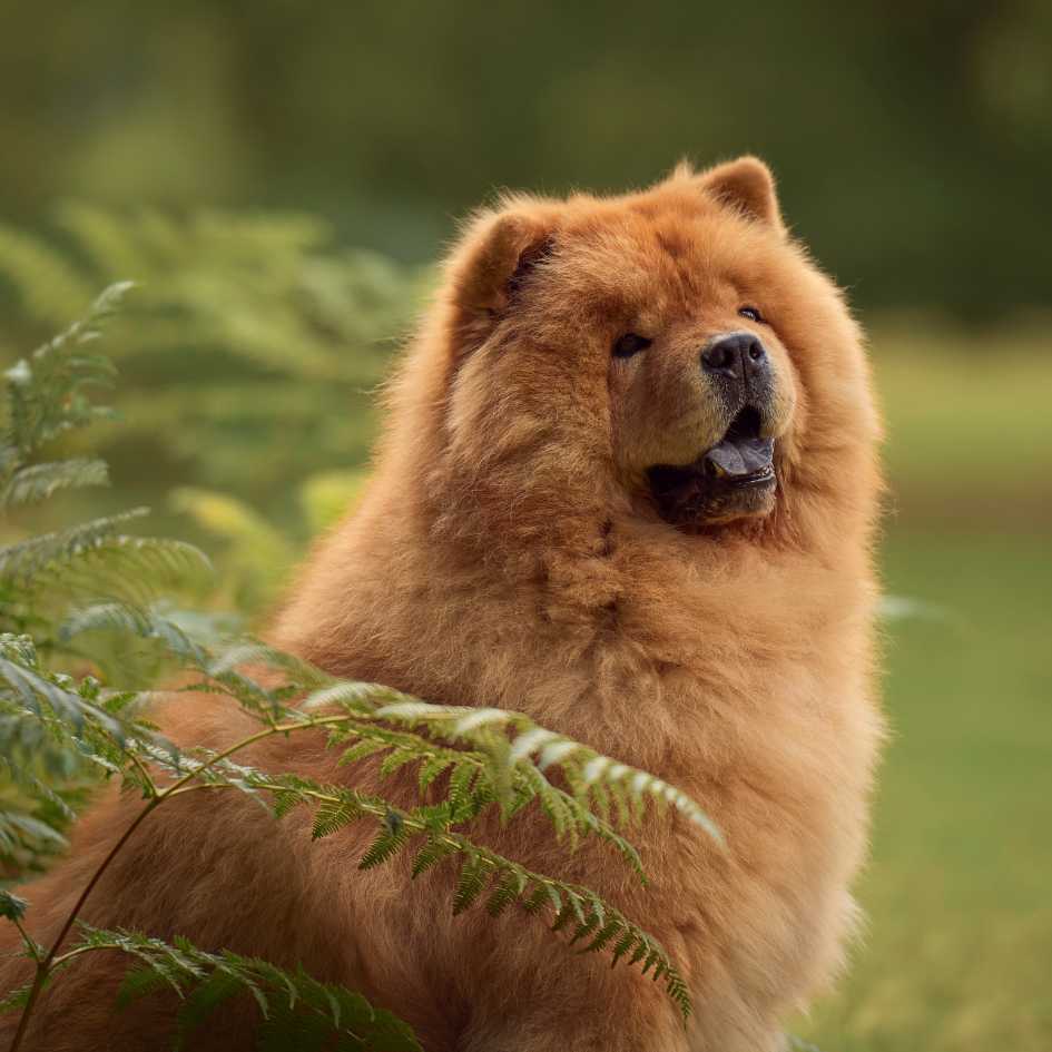 Caring for a Chow Chow