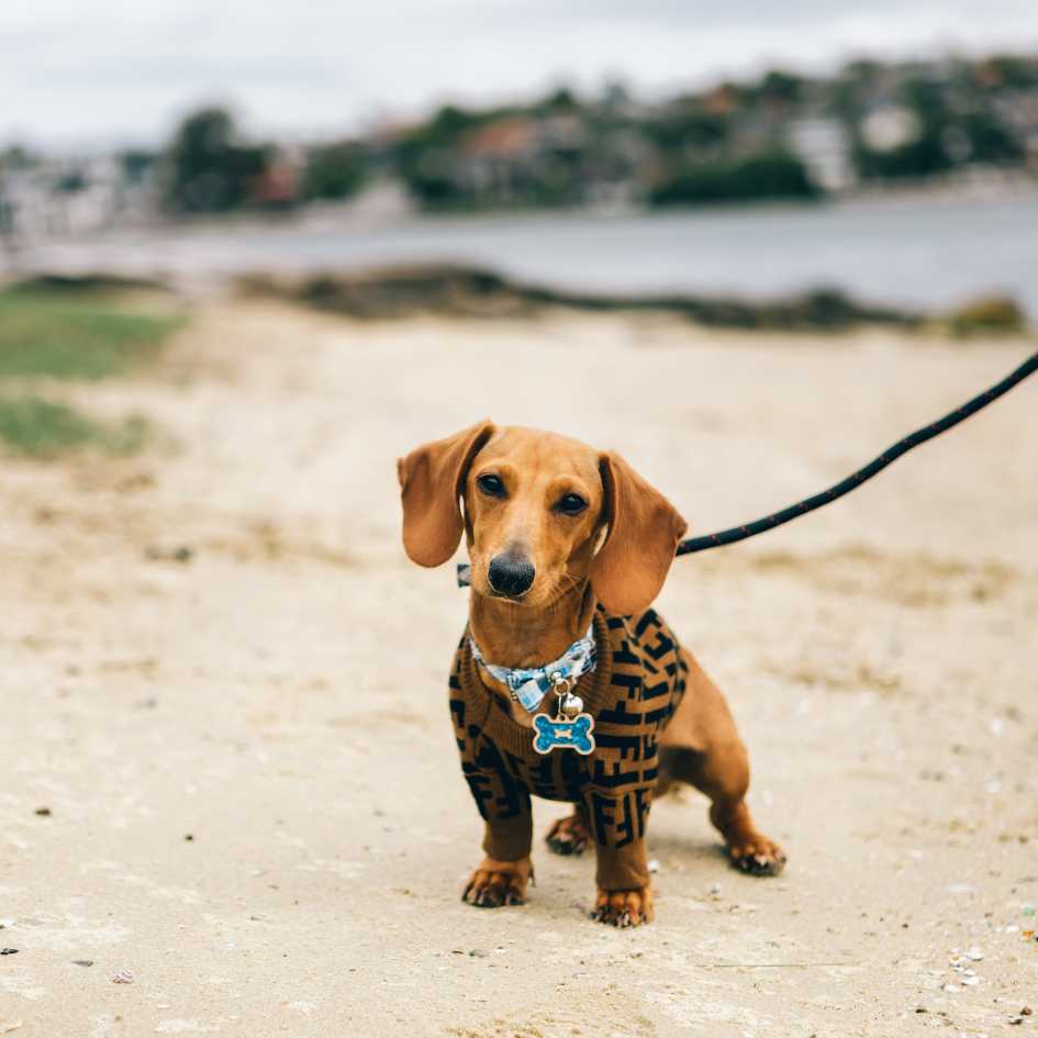 Caring for a Dachshund