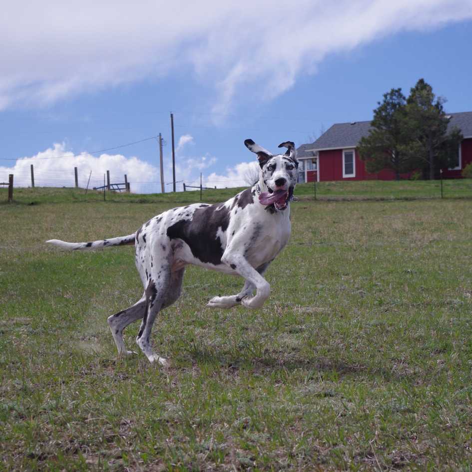 Caring for a Great Dane