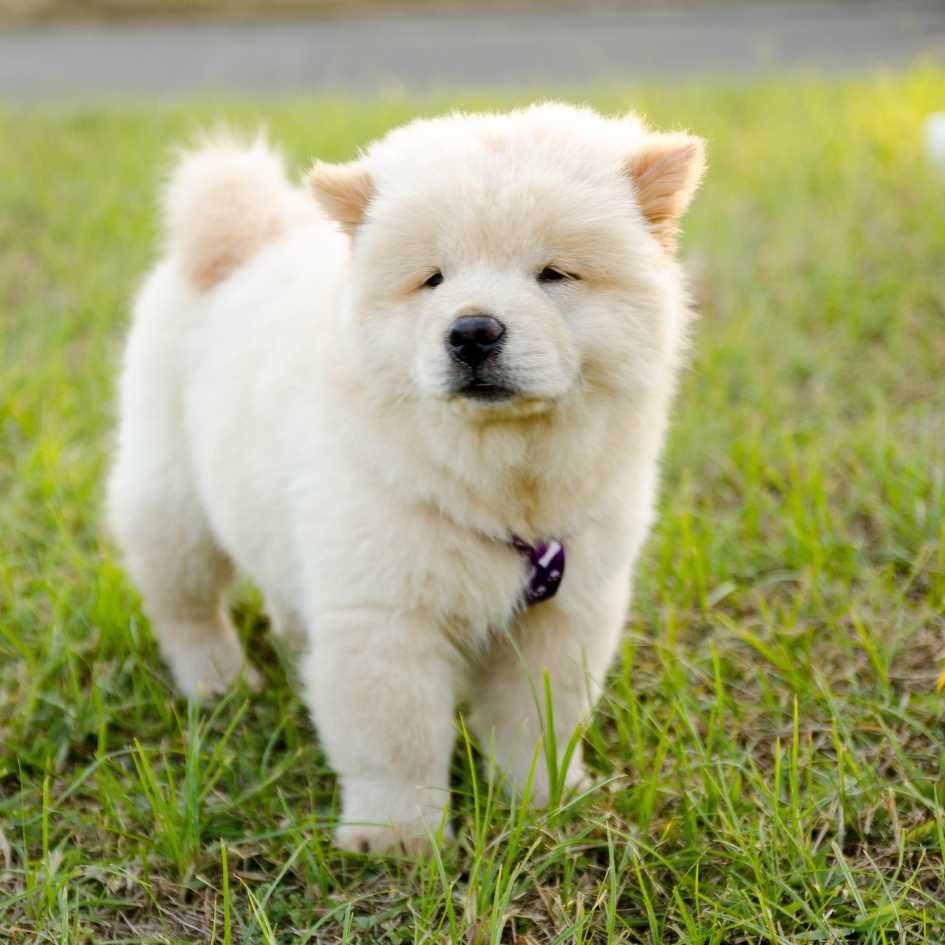 Chow Chow