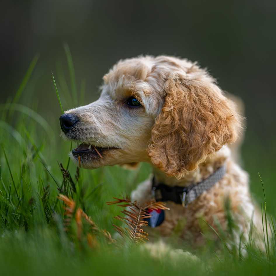 Cocker Spaniel Price in India