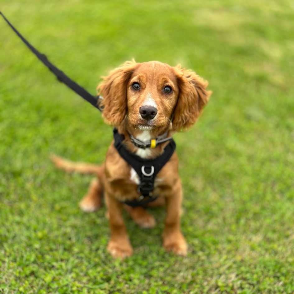 Cocker Spaniel Puppy