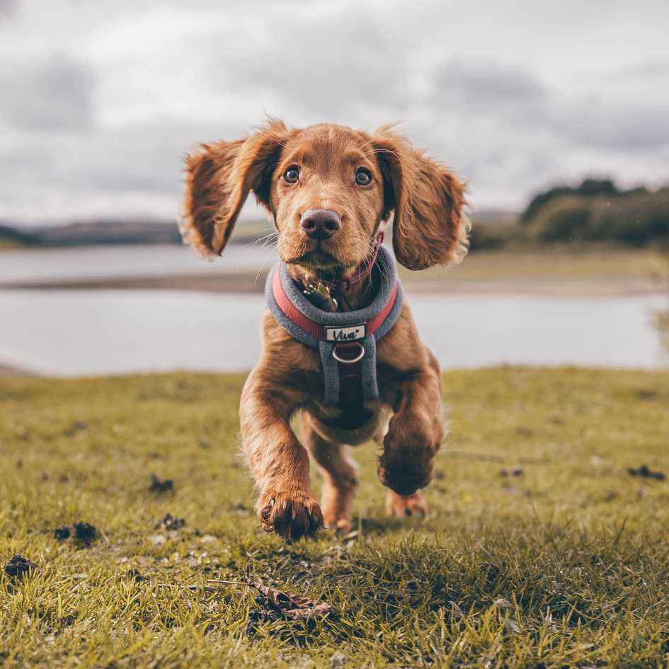 Cocker Spaniel