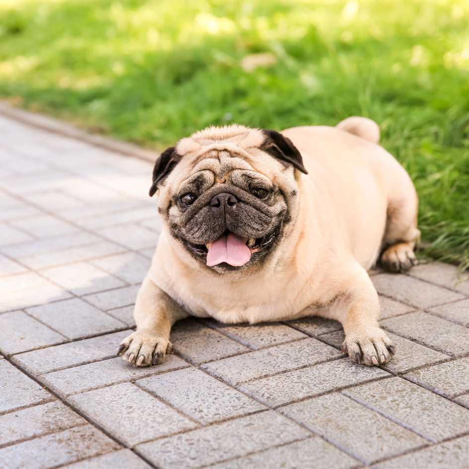 Common Pug health problems