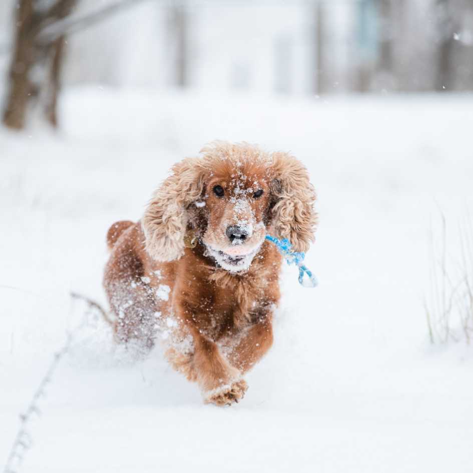 Exercise and Activity Needs For Cocker Spaniel