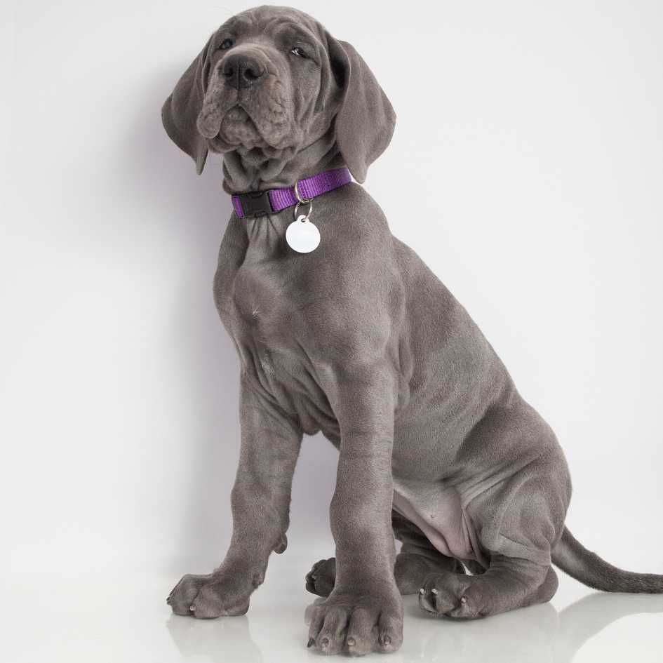 great dane puppy