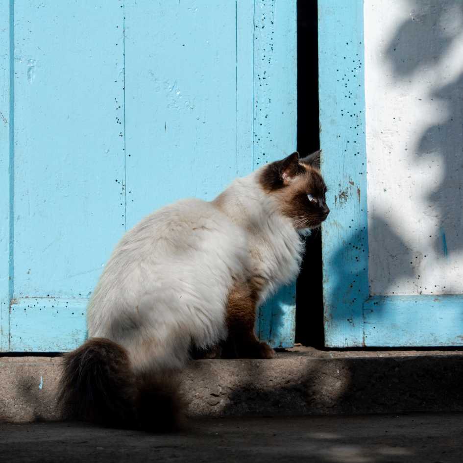 Grooming Your Himalayan Cat