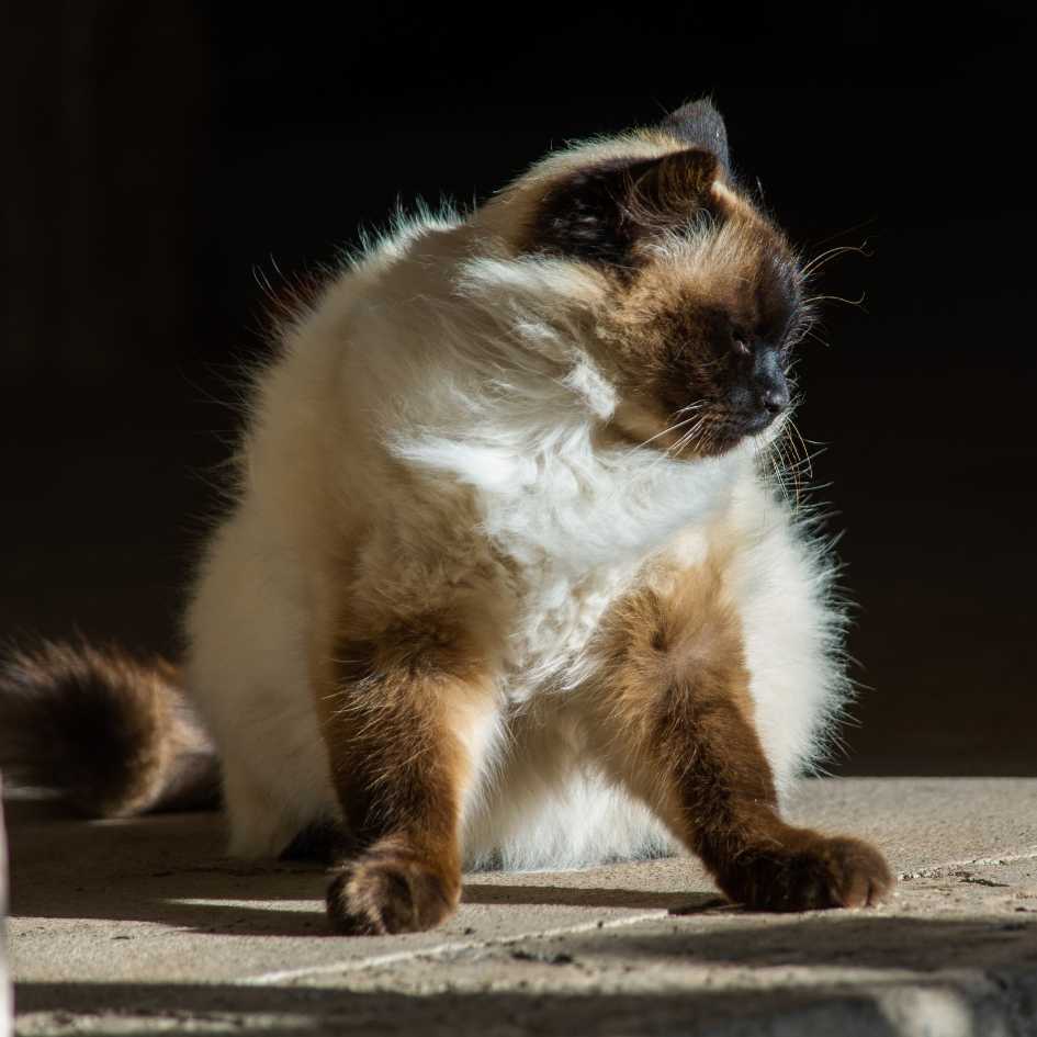 Health and Care for Himalayan Cat