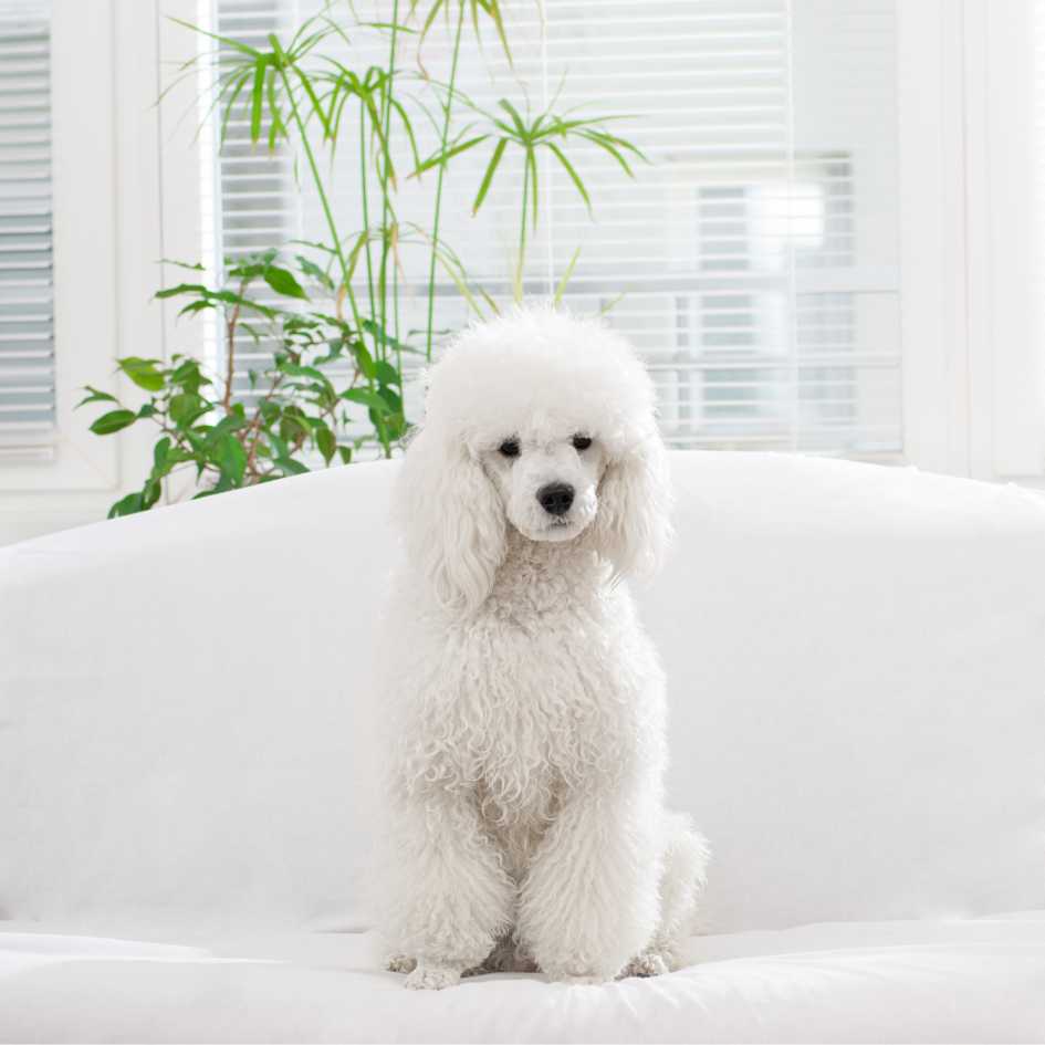 Health and Lifespan of Poodle