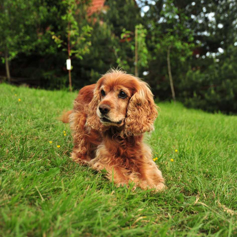 Health and Lifespan of cocker spaniel