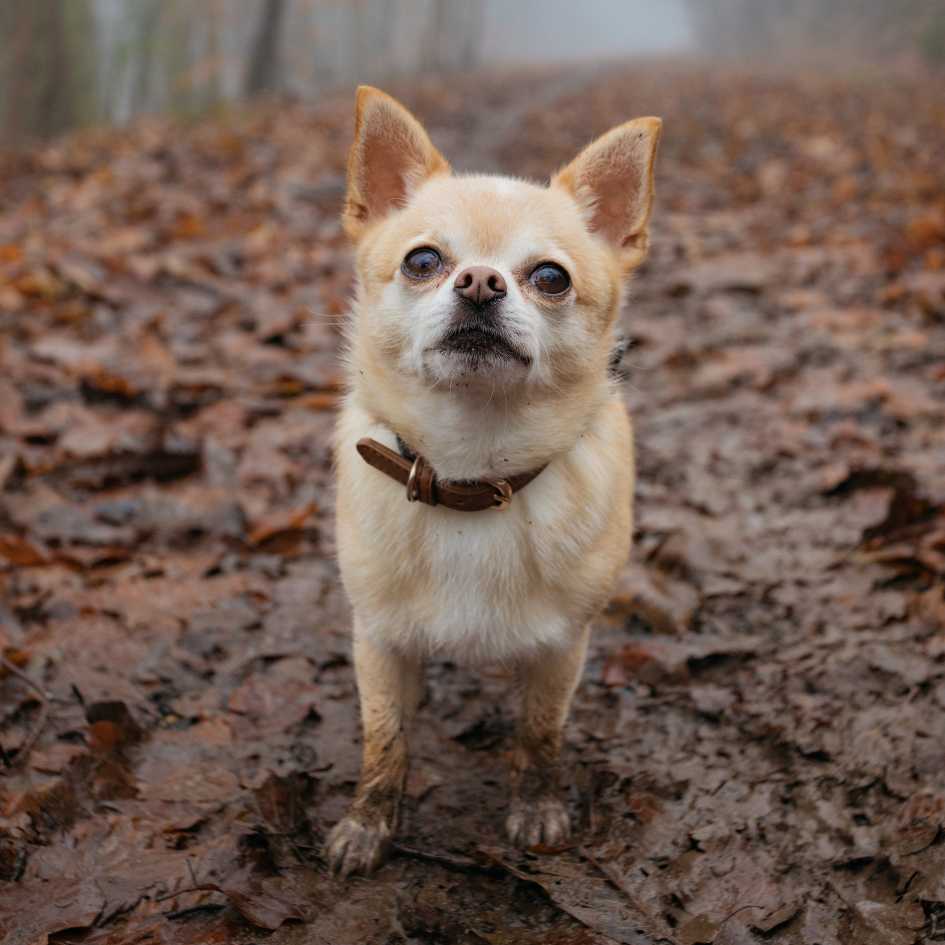 Chihuahua health and lifespan