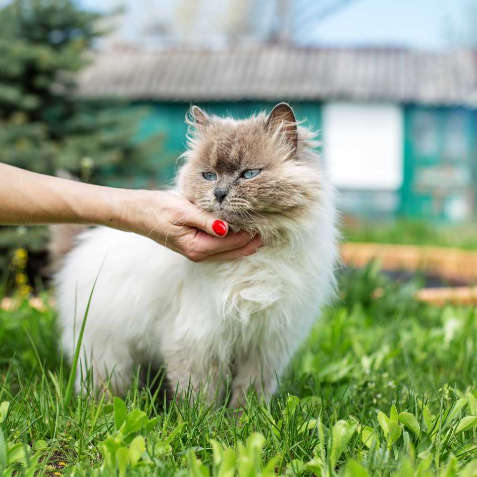 Himalayan Cat