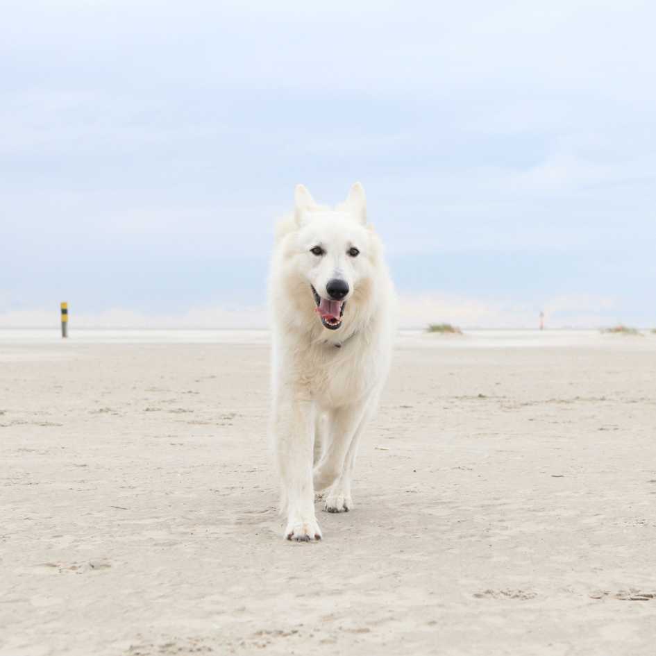 History and Origin of White German Shepherd