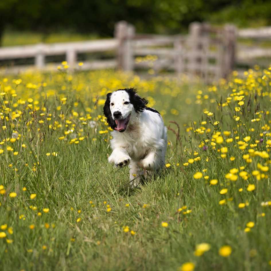 History of the Cocker Spaniel