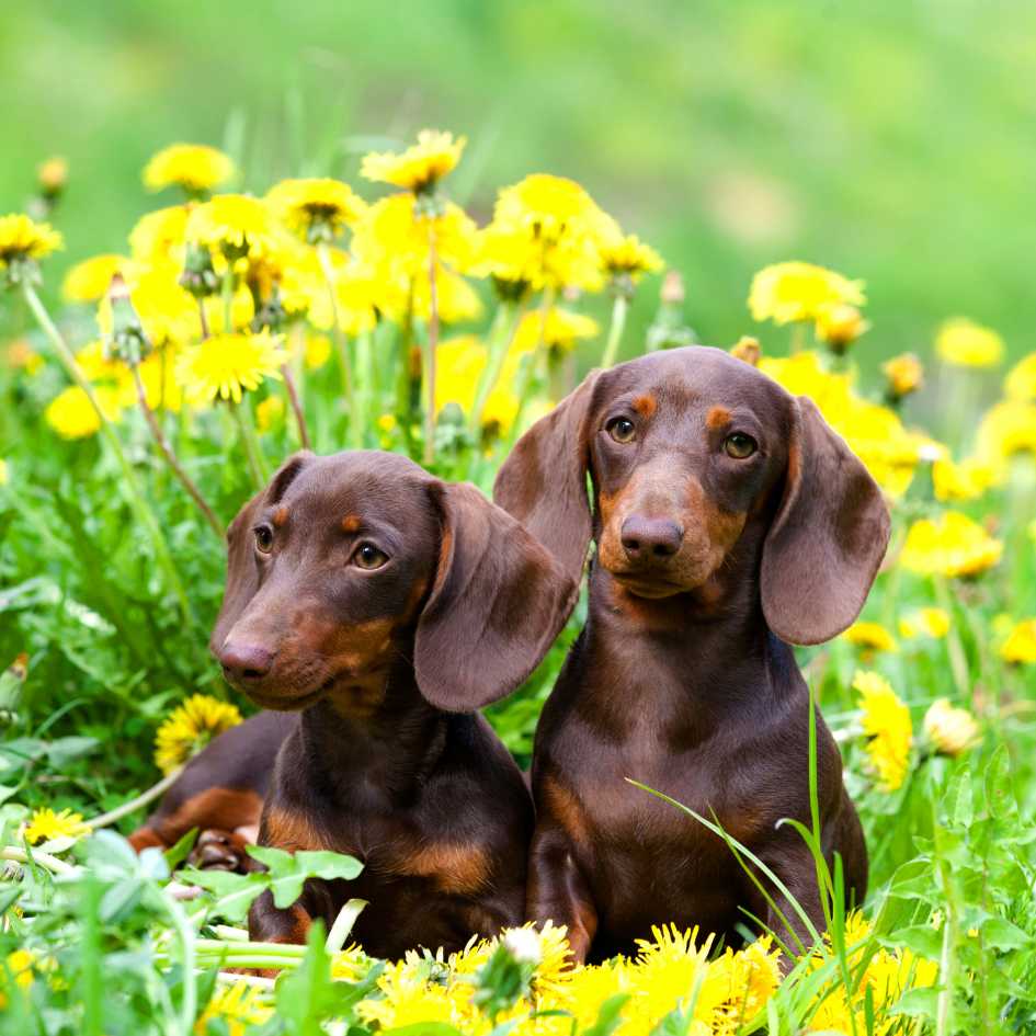 History of the Dachshund