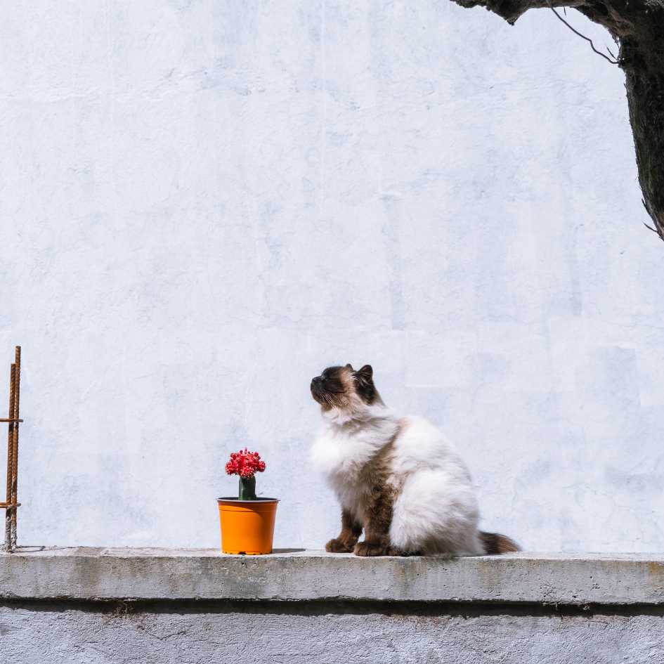 History of the Himalayan Cat