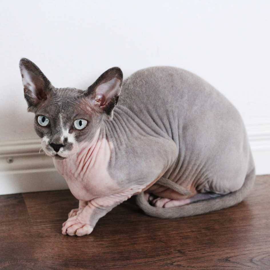 History of the Sphynx Cat