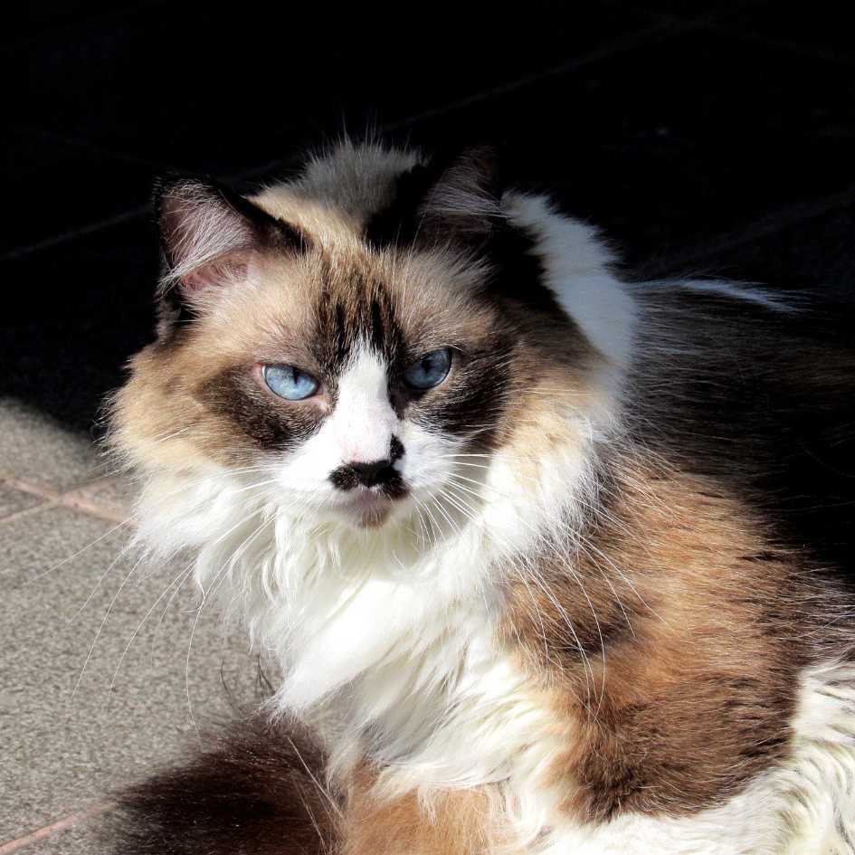 Introduction to the Himalayan Cat