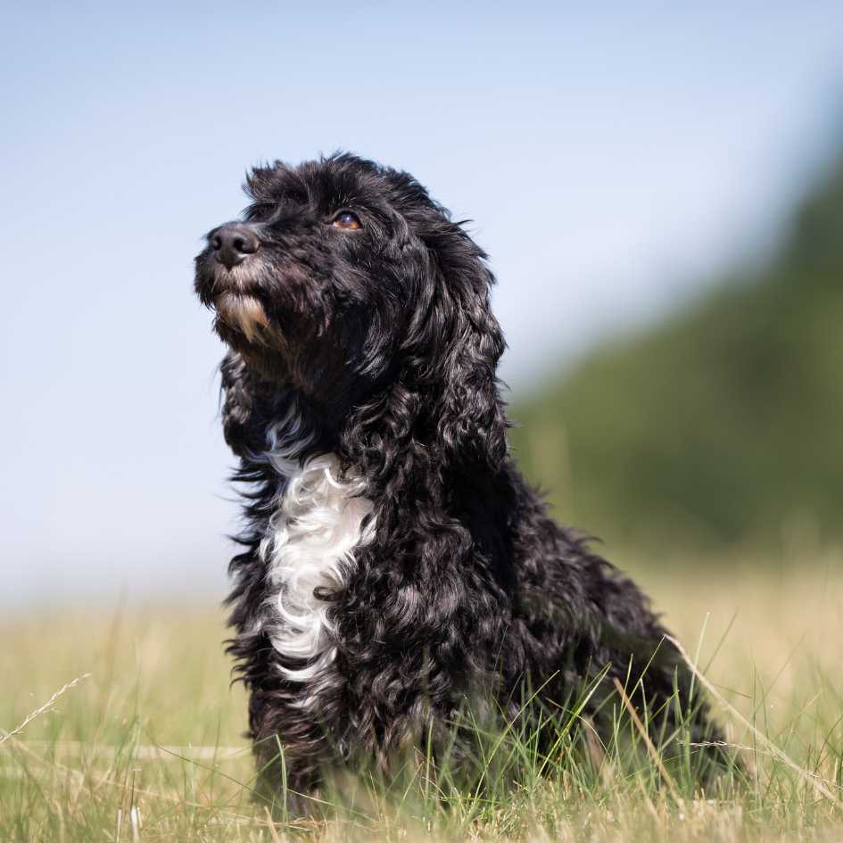 Key Characteristics of the Cocker Spaniel