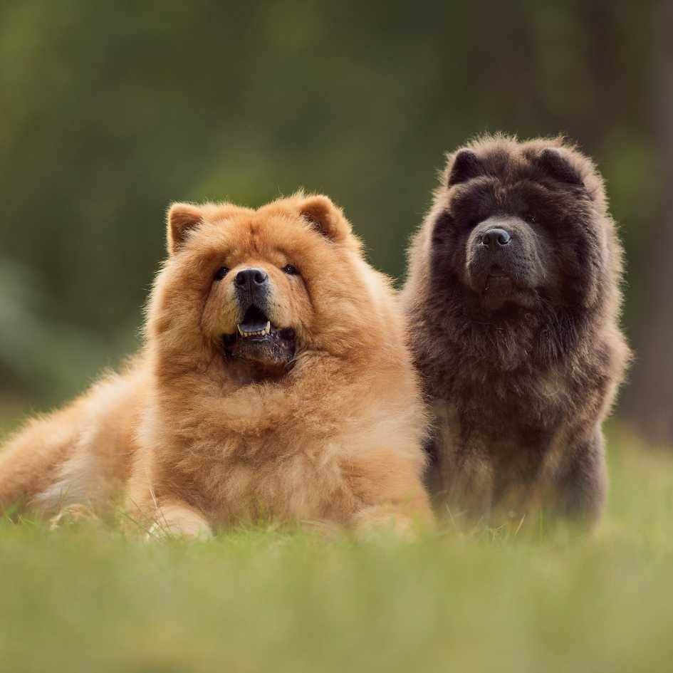 The origin of the Chow Chow