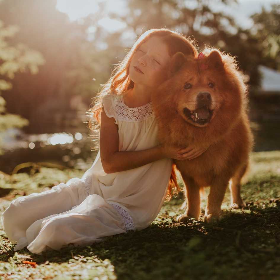 Personality and Temperament of Chow Chow