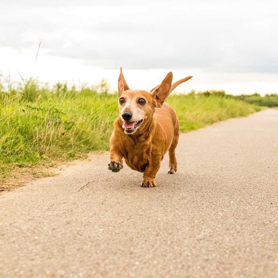 Personality and Temperament of Dachshund