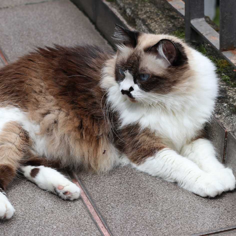 Personality and Temperament of Himalayan Cat