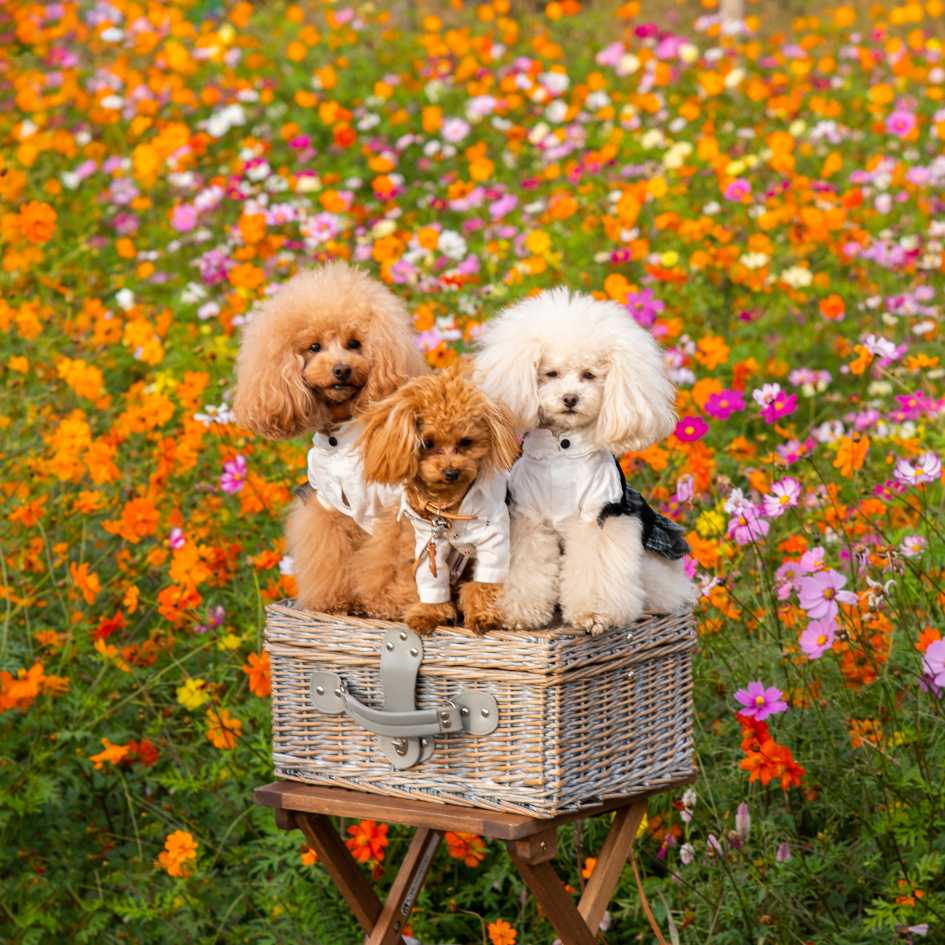 Personality and Temperament of Poodle